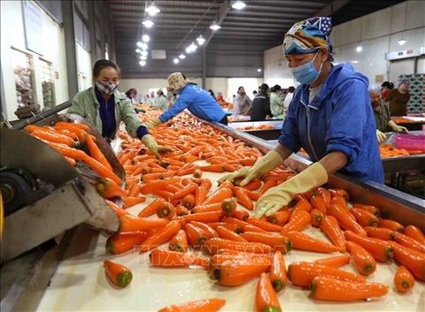 Viet Nam aims to be one of top ten global farm produce processors